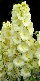 Delphinium 'Sungleam'