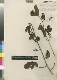 Image result for Canthium glaucum