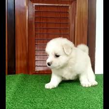 If you've done any rudimentary research into the mini pomeranian, you may have found a lot of conflicting articles about this breed. Pomeranian Puppies Available Ernakulam Female Labrador Shih Tzu Pomeranian Doberman Boxer Dash Hunt Lhasa Apso Kerala