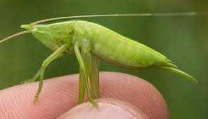 Image result for Dissotis trothae