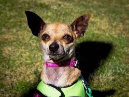 Pin En Perros En Adopcion
