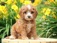 I paid the company about 5 days before a scheduled trip when friday the 2nd came, she cancelled again because she said her flight was cancelled to go to harrisburg, pa to pick up the puppy. 46 Sophia Wants A Dog Ideas Puppies Dogs Poodle Mix