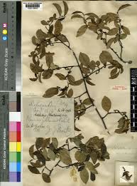 Image result for Artabotrys monteiroae