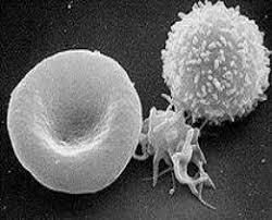 Maybe you would like to learn more about one of these? Scanning Electron Microscope Of A Typical Red Blood Cell Platelet And Download Scientific Diagram