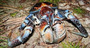 The coconut crab (birgus latro) is a species of terrestrial hermit crab, also known as the robber crab or palm thief. Coconut Crab Pinches Like A Lion Eats Like A Dumpster Diver Science News