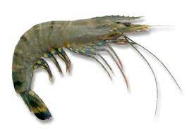 Jenis udang jerbung dan udang peci bisa digunakan untuk berbagai olahan masakan, seperti digoreng atau dibuat asam manis. Pilih Jenis Udang Yang Tepat Berikut Sesuai Jenis Masakan Anda
