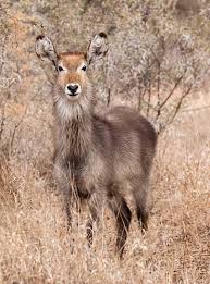 Waterbuck Female In Winter Vegetation Kruger National Park Kruger National Park National Park Photos Animals Friends