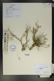 Image result for Centemopsis