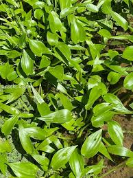 Image result for Monochoria africana