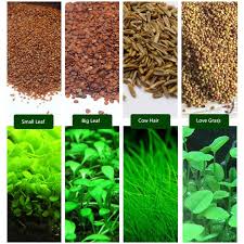 6 Pack Aquarium Plants Aquatic Water Grass Seeds Cow Hair Love Lucky Seeds Fish Tank Decoration Landscape Ornament Water Plants Water Grass Planted Aquarium