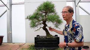 Maybe you would like to learn more about one of these? Pruning Shaping A Japanese Black Pine 100 Years Old Youtube