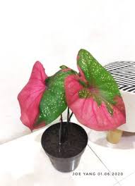 Caladium Di 2020 Tanaman