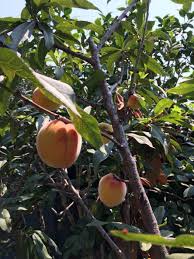 Peach 'Santa Barbara' Info