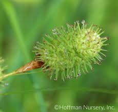 Image result for Diospyros squarrosa