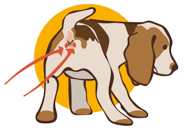 Anal Gland Problems In Dogs Causes Symptoms Treatment Pure Pet Food