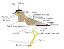 Resultado de imagen de LAS AVES