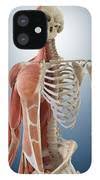 Muscles of the human torso (en) список мышц (ru). Anatomy Of The Torso Photograph By Springer Medizin Science Photo Library