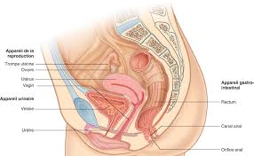 L'appareil urinaire est l'ensemble des organes et des structures visant l'excrétion d'urine ou d'autres produits de catabolisme dans certains taxons animaux, la plupart appartenant à chordés. Chapitre 04 Tumefaction Pelvienne Chez La Femme Prolapsus Genito Urinaires Urofrance
