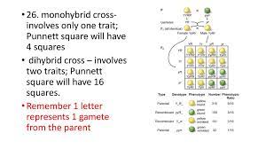 The probable ratio of genotypes produced by a cross: Introduction To Genetics Ppt Download