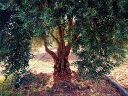 They are trees of righteousness, and are filled with the fruits of righteousness by christ, and have their fruit unto holiness, and their end everlasting life. Proverbs And The Tree Of Life Owlcation