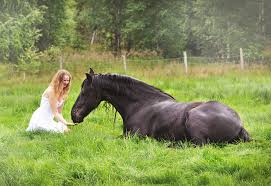 How To Teach Your Horse To Lie Down The Positive Way Matilde Brandt