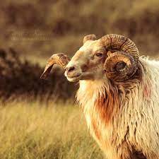 Old Ram Animals Beautiful Ram Animal Sheep Art