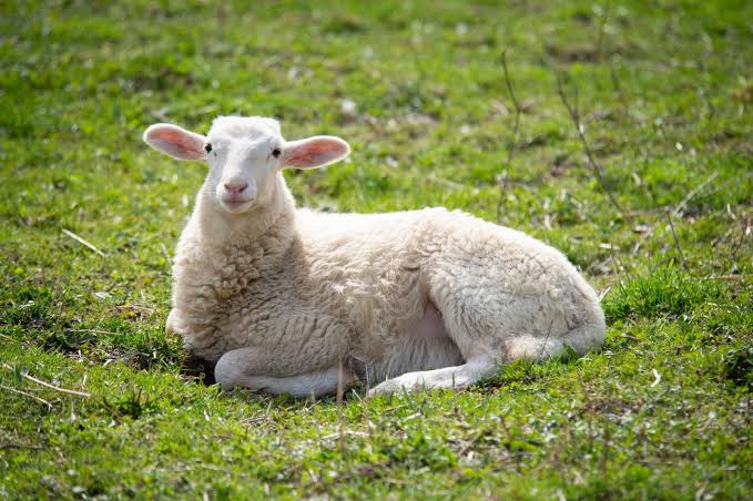 Ten Things You Didn't Know About Sheep