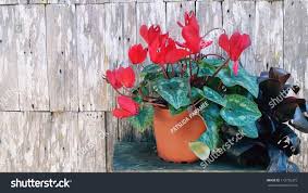 Image result for Cyclamen parviflorum