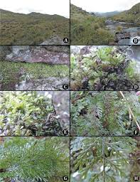 Image result for Hymenophyllum tunbridgense
