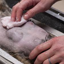 If tumors are not visible, diagnosis is made when other symptoms are investigated and a tumor is found to be the cause. 7 Things You Need To Know About Breast Cancer In Cats Catster