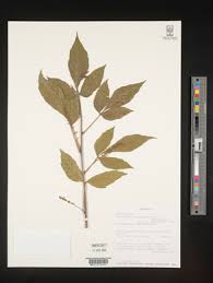 Image result for Allophylus ferrugineus