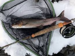Zone iii (reregulation dam downstream to hwy. Fly Fishing Grayling In Norway Fly Fishing Guide Rental Cabins