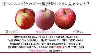 送料無料 葉とらずりんご ふじ 有袋 ファーム10kg りんご の常識を変える 葉とらず栽培 本場青森ゴールド農園 りんご 青森産 ふじ リンゴ 林檎 アップル 訳あり 青森りんご 産地直送のため同梱不可 クール Gold