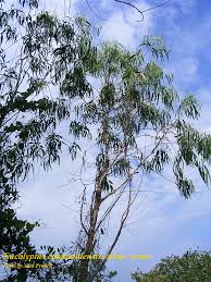 Image result for Eucalyptus camaldulensis