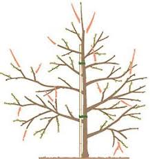 Einen apfelbaum schneiden ist eine arbeit, die nicht nur einen hohen kraftaufwand mit sich bringt, sondern ebenfalls viel zeit benötigt. Apfelbaum Schneiden Tipps Fur Jede Baumgrosse Apfelbaume Schneiden Obstbaume Schneiden Obstbaume