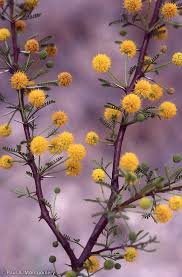 Image result for Acacia farnesiana
