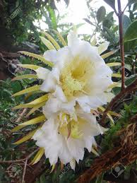 When a cactus blooms at night, you can bet that the pollinator is something nocturnal, like a moth or bat. Flower Belle Of The Night Bight Blooming Cactus Cactus Fruit Stock Photo Picture And Royalty Free Image Image 101293399