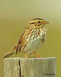 Sparrow Birds Of Colorado Identification Savannah Sparrow Sparrow Savannah Chat Wild Birds