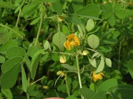 Image result for Senna obtusifolia