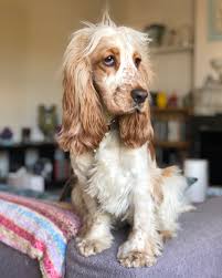 Pin By Volker Happe On Joey Golden Cocker Spaniel Cocker Spaniel Dogs And Puppies