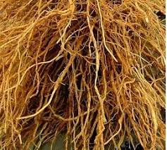 Image result for khash