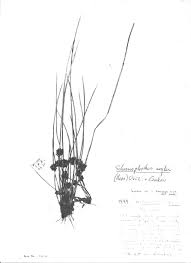 Image result for Schoenoplectiella roylei