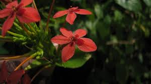 Image result for Ruspolia australis