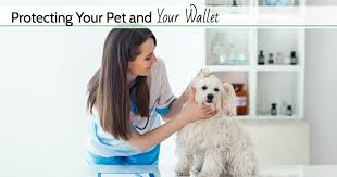 If a company doesn't cover exam fees and consultations and your dog is diagnosed with a chronic condition, it could result in you paying a larger portion of your vet bill over time as opposed to a company that covers exam fees and consultations. Top 6 Best Pet Insurance Companies For 2021 Comparison And Reviews