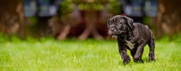 Although not aggressive by nature, to take good care of his education. How To Train A Cane Corso Puppy To Not Bite Wag