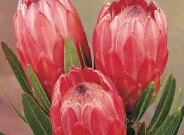 Drought tolerant plants are those that can survive these extended periods of dryness. Special Pink Ice Hardy Plants Drought Tolerant Plants Backyard Plants