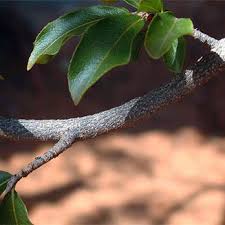 Image result for Ochna inermis