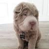 On average, this breed is going to cost anywhere from $500 to $1,300+. 1