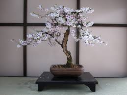 Kwanzan cherry trees typically reach between 25 and 30 feet in height with similar spreads. Cherry Bonsai Tree Care Guide Prunux X Yodoensis Bonsai Tree Gardener