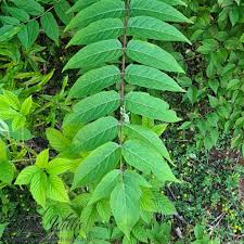 Image result for Anacardiaceae